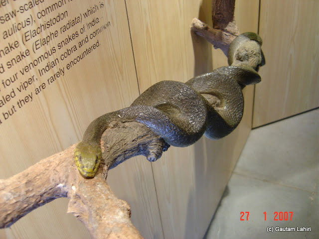 A cobra replica, one of the most lethal snakes on this planet in Kanha forest by Gautam Lahiri
