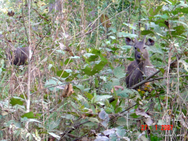 A sambar looked through the branches and trees. The dark coat of its hide giving way of its presence at Kanha forest by Gautam Lahiri