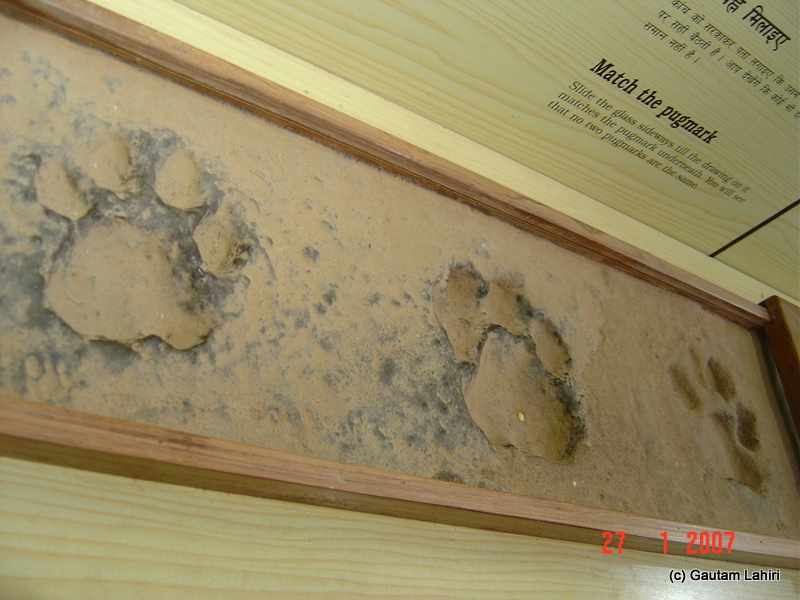 Encapsulated real pug marks were kept on display. The only give way to a tiger's presence in Kanha forest by Gautam Lahiri