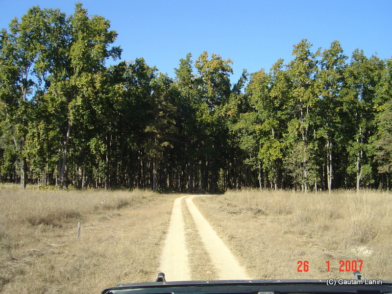 A typical Kanha park view. Large meadows with dried out grass almost like Savannah met a dense cluster of trees. perfect hideout for the big cats to stalk its preys at Kanha forest by Gautam Lahiri