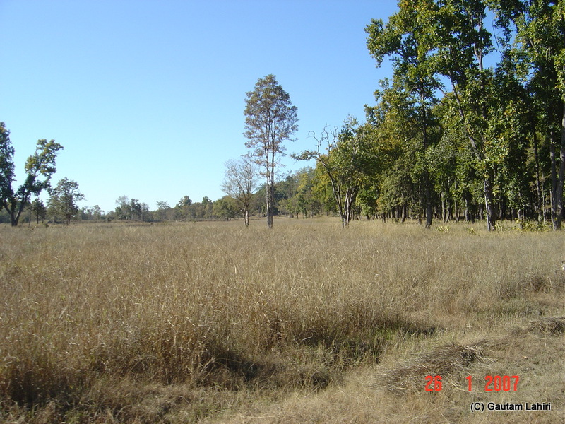 Dry grasses formed a velvet pattern over this vast clearing. Dense with sparse vegetation interspersed and the weather at places changed as the temperature dropped at Kanha forest by Gautam Lahiri