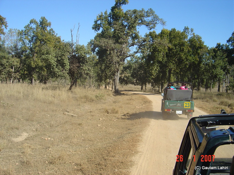 Convoy of Gypsies drove through a haze of dust cloud as the narrow forest road circled its way through the sal and Jamun trees at Kanha forest by Gautam Lahiri