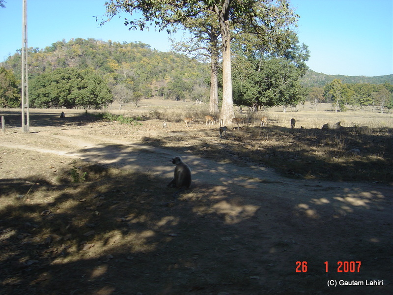 Languors and deer make up a great pair in all jungles, Kanha was no exception. The tree climbers warned the deer of predator presence at Kanha forest by Gautam Lahiri