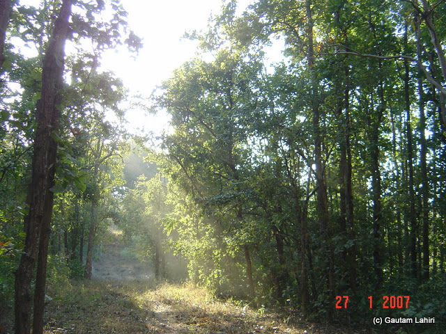 A slice of sunlight through the tree opening lighted up the forest floor. Our anticipation ran as wild as the shades of the color and shadows around at Kanha forest by Gautam Lahiri