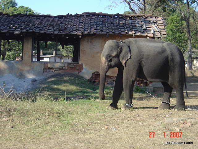 An elephant, subdued with age, and chained by humans stand as a mute spectator as we drove past Kanha forest"s fast-diminishing forest cover by Gautam Lahiri