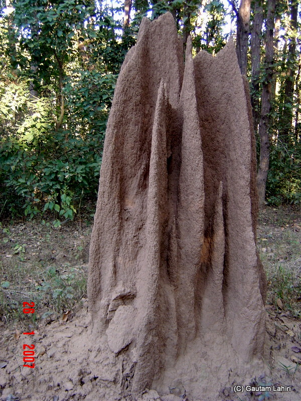 A huge termite hill. The engineering skills of these artisans were worth thousand praises at Kanha forest by Gautam Lahiri
