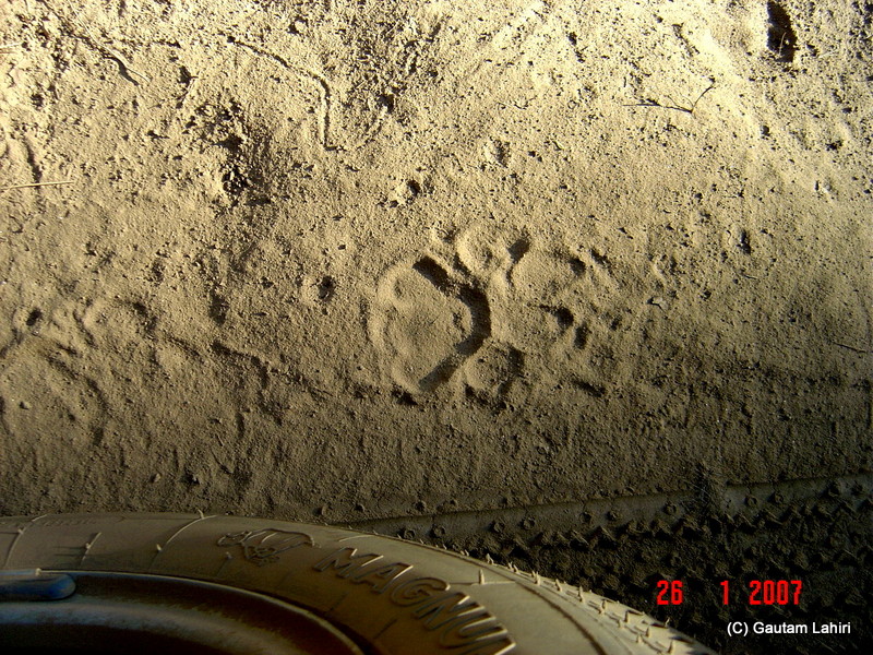 Footprints of the two beasts - the feline stalker and the mechanical four-wheeler; both competing to meet each other after miles of chase which the cat had won  at Kanha forest by Gautam Lahiri