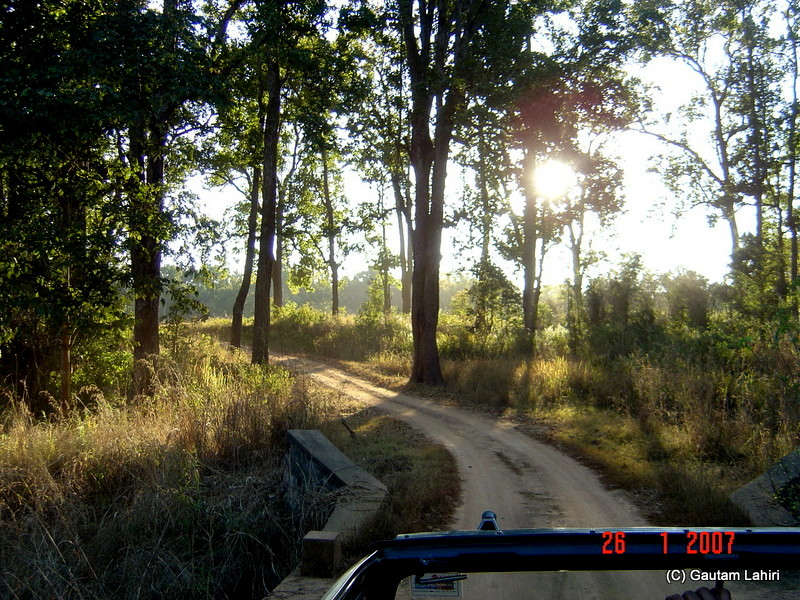 We traveled the trail leading to the starting point of Kisli, the mellow sun played hide and seek through the trees at Kanha forest by Gautam Lahiri