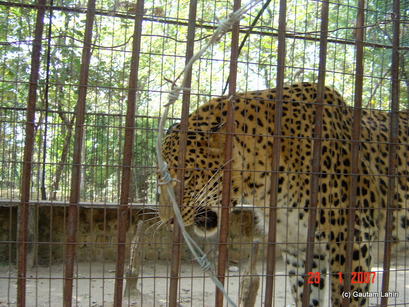 The leopard in captivity known to have wiped out a complete family. The cat stalked its human preys for three years before forest officials were able to capture at Pench forest by Gautam Lahiri
