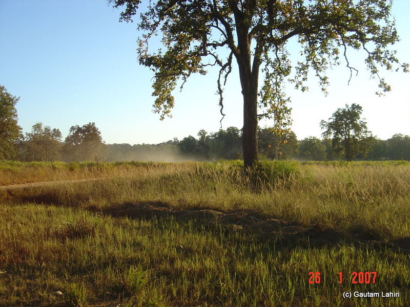 The early morning drive through the meadows in search of some wild animals. Was I really looking for it? The image of the last night was getting replayed in me as we covered kilometres of forest road of Kanha reserve by Gautam Lahiri