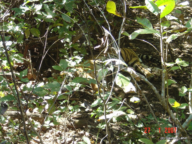 The mother dozing off behind her son. Can you make out there's a tiger under the trees and bushes? No wonder they are such expert killers at Kanha forest by Gautam Lahiri