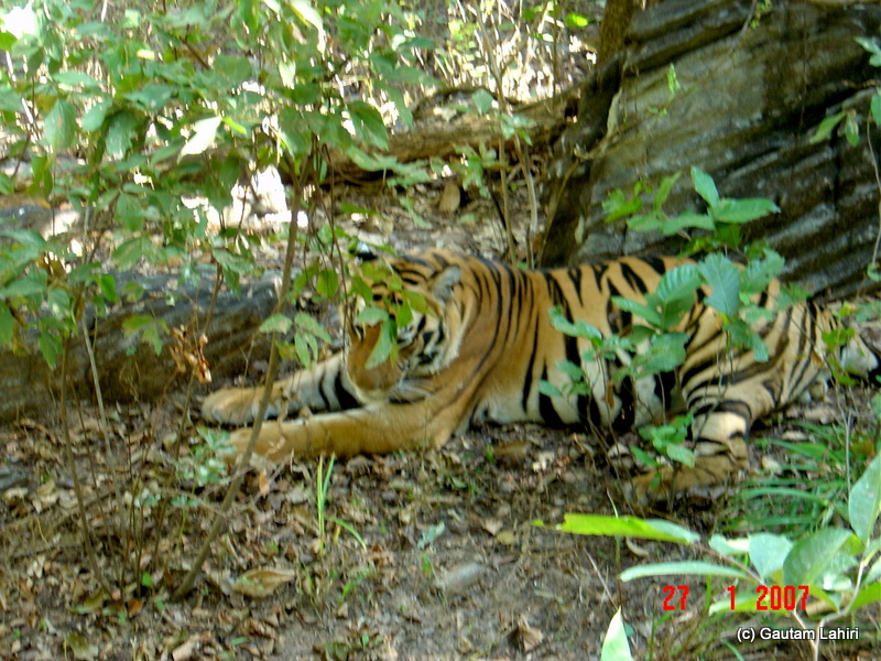 A two-year-old male tiger grooming itself as we looked on in complete wonder at Kanha forest by Gautam Lahiri