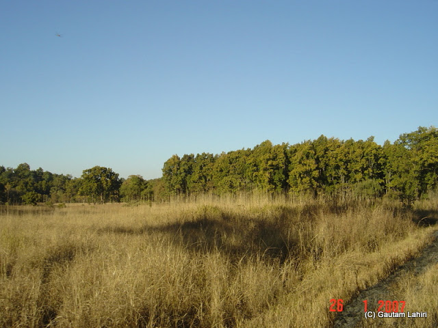Undulating flat land, covered with tall dry grasses captured the shadow of a huge fig tree behind us. The rows of sal, Semal, Mahua, Harra, Bahera, and Sagaun stood tall into the blue sky. Kanha could not be looked better than this at Kanha forest by Gautam Lahiri