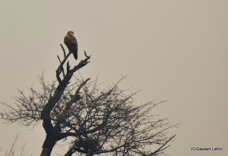 A buzzard raptor by Gautam Lahiri