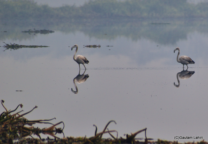 Greater flamingoes wading together through wetlands by gautam lahiri