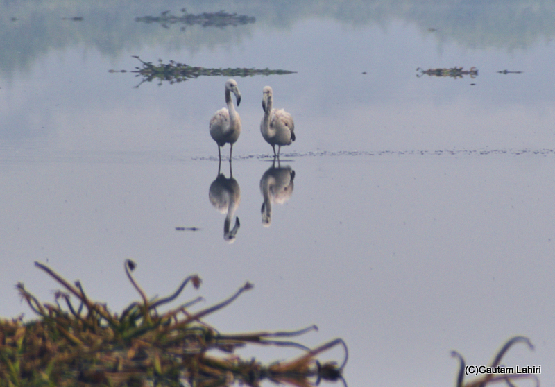 Greater flamingoes wading together through wetlands by gautam lahiri