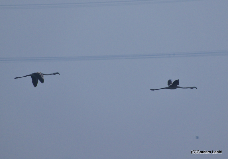 Greater flamingoes flying over the Chandu Bhudhera Wetlands, Haryana, India by Gautam Lahiri