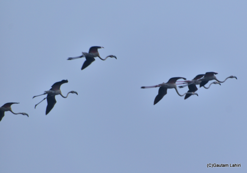 Greater flamingoes flying over the Chandu Bhudhera Wetlands, Haryana, India by Gautam Lahiri