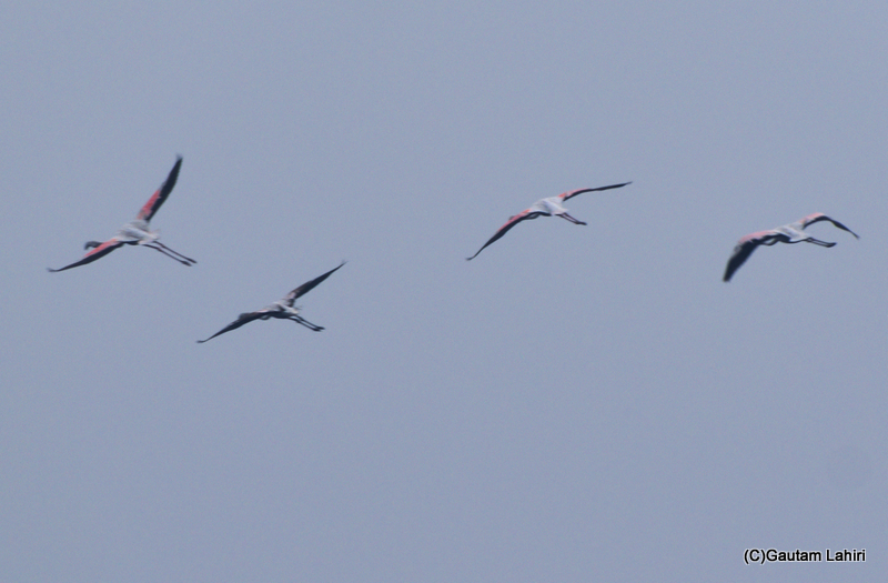 Greater flamingoes flying over the Chandu Bhudhera Wetlands, Haryana, India by Gautam Lahiri