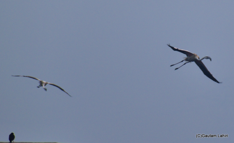 Greater flamingoes flying over the Chandu Bhudhera Wetlands, Haryana, India by Gautam Lahiri