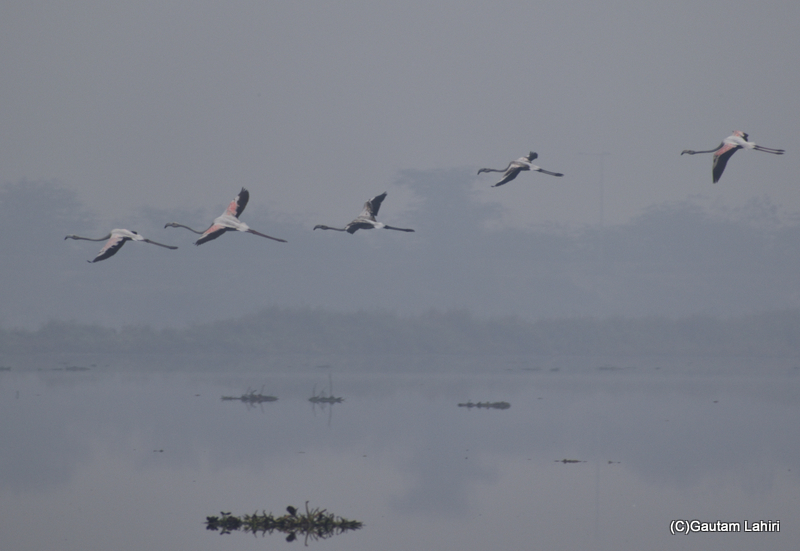 Greater flamingoes flying over the Chandu Bhudhera Wetlands, Haryana, India by Gautam Lahiri