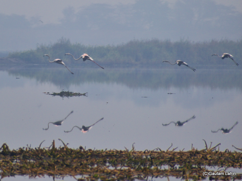 Greater flamingoes flying over the Chandu Bhudhera Wetlands, Haryana, India by Gautam Lahiri