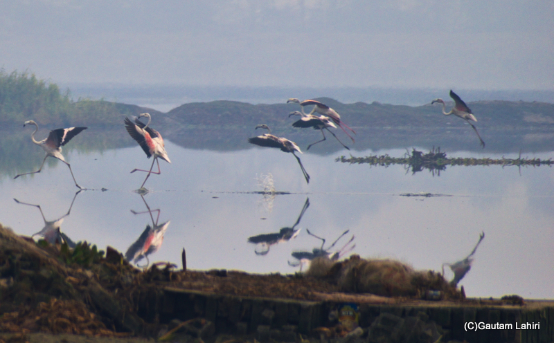 Greater flamingoes flying over the Chandu Bhudhera Wetlands, Haryana, India by Gautam Lahiri