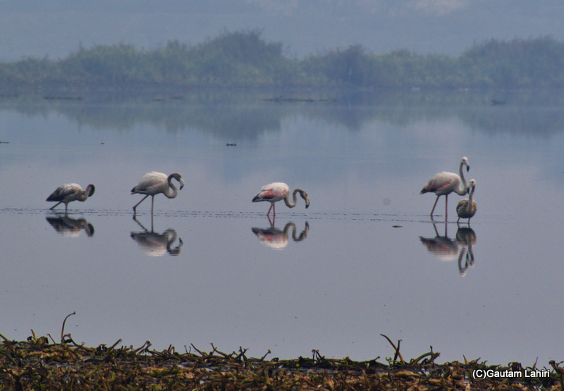 Greater flamingoes flying over the Chandu Bhudhera Wetlands, Haryana, India by Gautam Lahiri