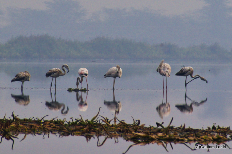 Greater flamingoes flying over the Chandu Bhudhera Wetlands, Haryana, India by Gautam Lahiri