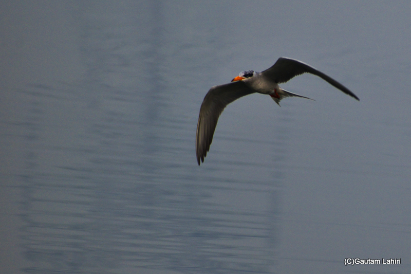 A River Tern flying over the the Chandu Budhera wetlands, Haryana, India.