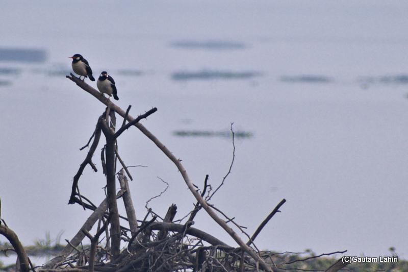 Australian Magpie Lark Duet by Gautam Lahiri