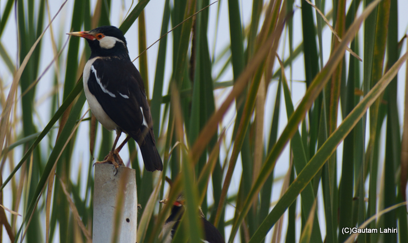 Indian Pied Mynah by Gautam Lahiri