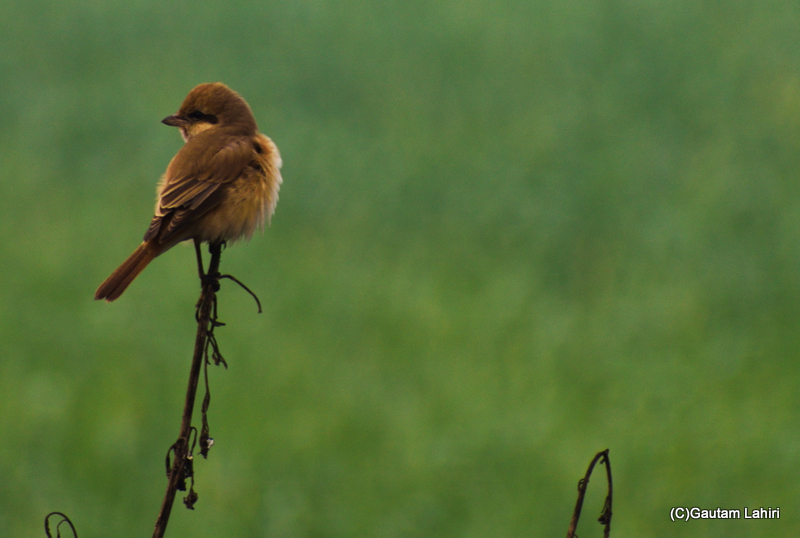 A brown Isabelline shrike by Gautam Lahiri