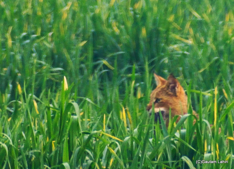 A wild cat with a prey by Gautam Lahiri