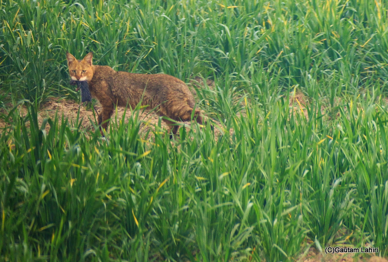A wild cat with a prey by Gautam Lahiri