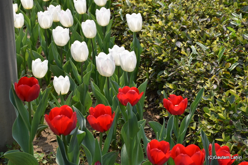 Vibrant tulips at the Tulip festival, Shanti path, New Delhi by gautam lahiri