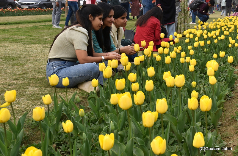 Jan Van Nes Tulips of Shantipath, Chanakyapuri, New Delhi, India by Gautam Lahiri