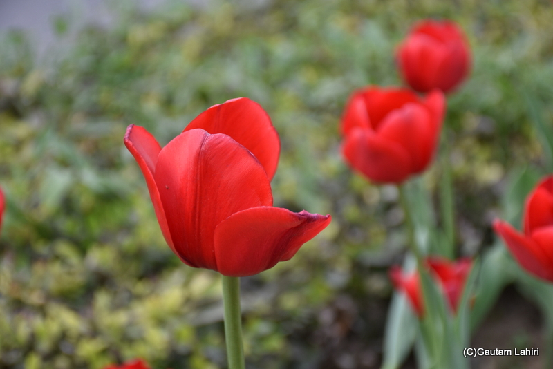 Fringed tulips of Shantipath, Chanakyapuri, New Delhi, India by Gautam Lahiri