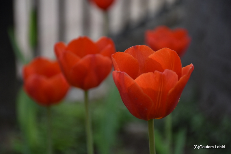 Fringed tulips of Shantipath, Chanakyapuri, New Delhi, India by Gautam Lahiri