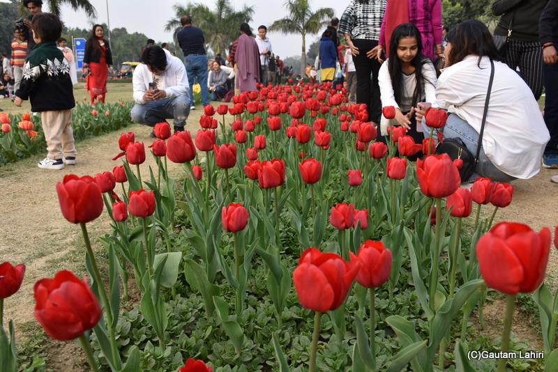 Fringed tulips of Shantipath, Chanakyapuri, New Delhi, India by Gautam Lahiri