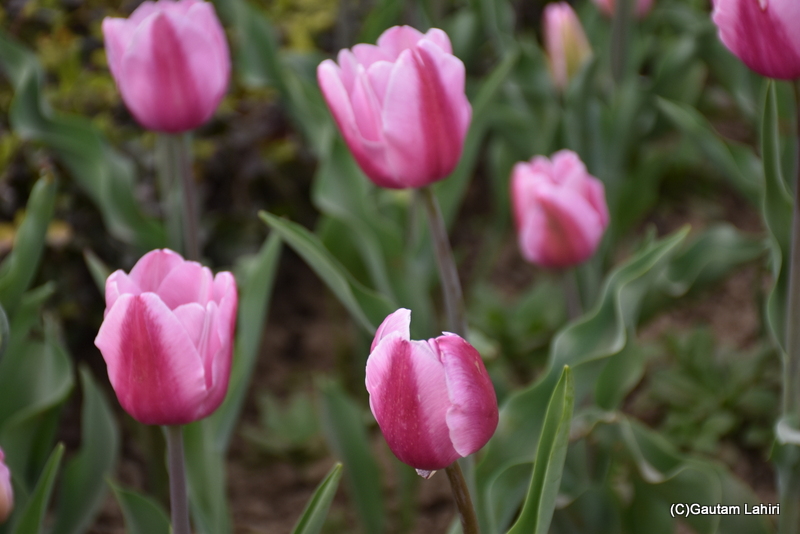 Greigii tulips of Shantipath, Chanakyapuri, New Delhi, India by Gautam Lahiri
