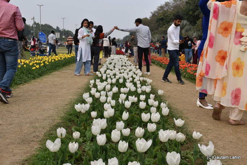Hakunn tulips of Shantipath, Chanakyapuri, New Delhi, India by Gautam Lahiri