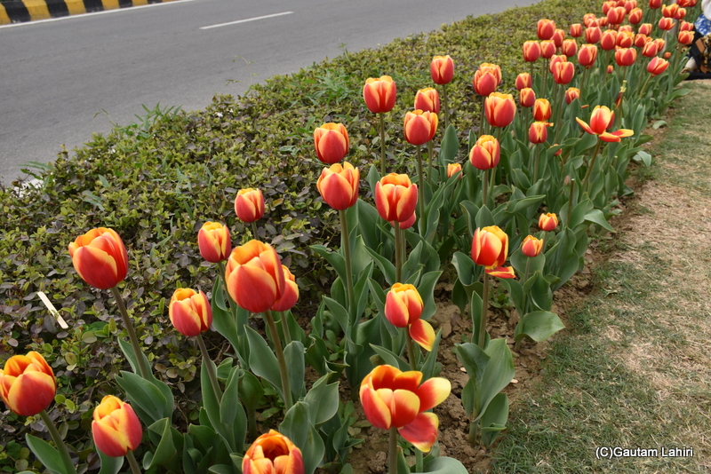 Kees Nelis Tulips of Shantipath, Chanakyapuri, New Delhi, India by Gautam Lahiri