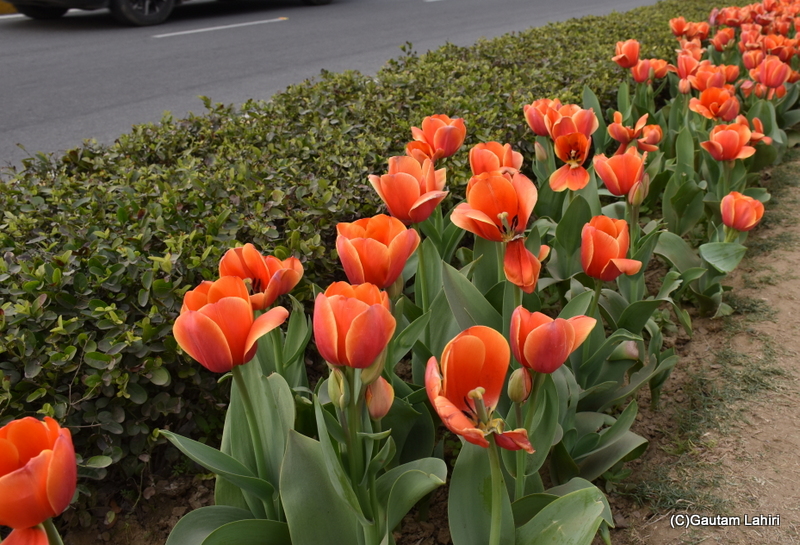 Lalibela Tulips of Shantipath, Chanakyapuri, New Delhi, India by Gautam Lahiri