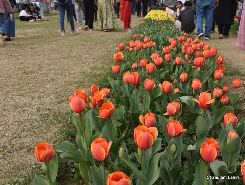 Lalibela Tulips of Shantipath, Chanakyapuri, New Delhi, India by Gautam Lahiri