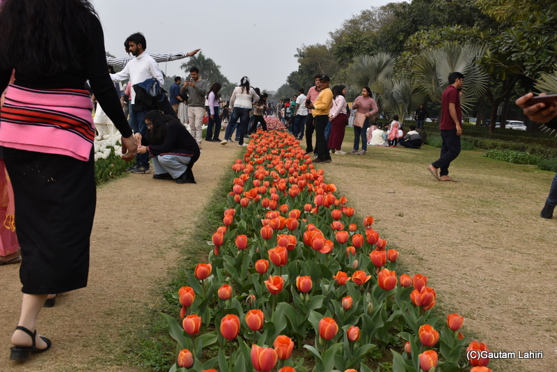Lalibela Tulips of Shantipath, Chanakyapuri, New Delhi, India by Gautam Lahiri