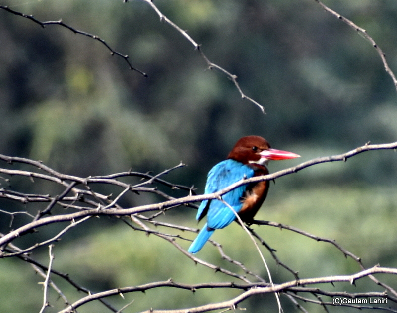 White throated Kingfisher at Sultanpur Bird Sanctuary by gautam lahiri