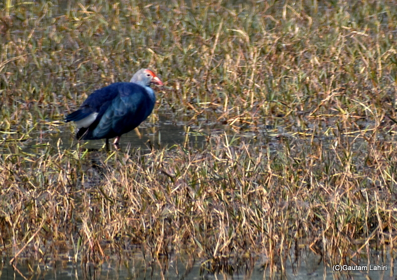 Western swamphen with its feet submerged awaited its next food morsel at Sultanpur Bird Sanctuary by gautam lahiri