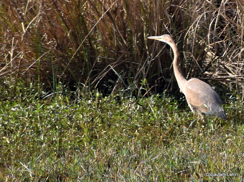 Blue Heron at Sultanpur Bird Sanctuary by gautam lahiri