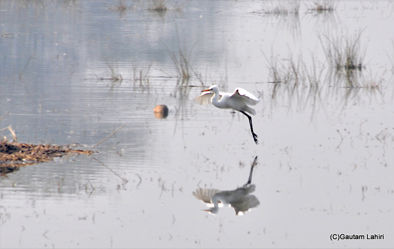 A great egret comes to land at the Sultanpur bird sanctuary by gautam lahiri